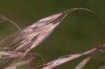 Cheatgrass